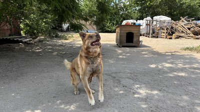 притулок притулок