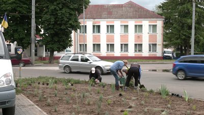 Комунальники садять квіти у Рівному на Віденській Комунальники садять квіти у Рівному на Віденській