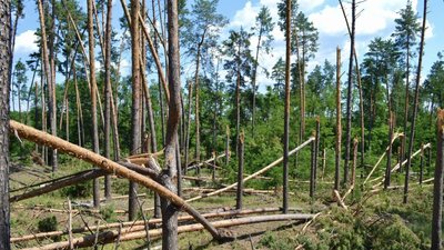 На Черкащині через негоду пошкоджено майже 790 гектарів лісу