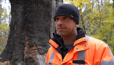 Третина кореневої системи відмерла: як на Черкащині "живе" тисячолітній дуб Третина кореневої системи відмерла: як на Черкащині "живе" тисячолітній дуб