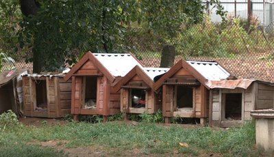 Місце, де живуть та годують безпритульних собак у Новоселицькій громаді, що на Буковині Місце, де живуть та годують безпритульних собак у Новоселицькій громаді, що на Буковині
