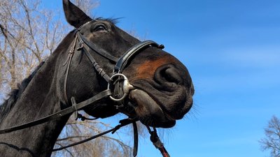 "Дуже лагідний, терплячий". Як бійці 111-ої бригади ТрО проходять іпотерапію "Дуже лагідний, терплячий". Як бійці 111-ої бригади ТрО проходять іпотерапію
