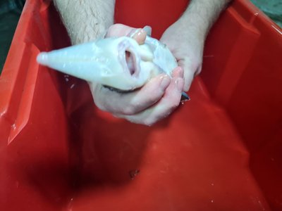Науковці з Житомира задля експерименту вирощують осетрів