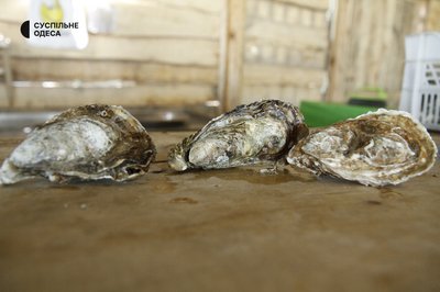 "Від мідій та рапанів, виловлених у морі, краще відмовитись": наслідки підриву Каховської ГЕС "Від мідій та рапанів, виловлених у морі, краще відмовитись": наслідки підриву Каховської ГЕС