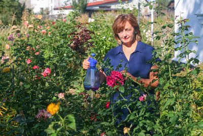 Як підготувати троянди до зими: укриття, обрізка, мульчування та профілактика хвороб Як підготувати троянди до зими: укриття, обрізка, мульчування та профілактика хвороб