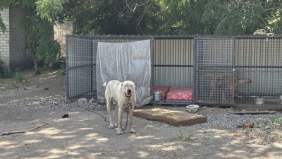 "Не віддаю абикому": в олександрійському притулку шукають нові родини для тварин "Не віддаю абикому": в олександрійському притулку шукають нові родини для тварин