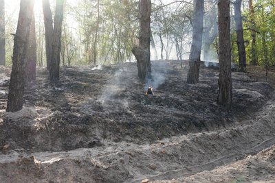 Згоріло майже десять гектарів заповідного лісу: чому могла виникнути пожежа у заповіднику у передмісті Дніпра Згоріло майже десять гектарів заповідного лісу: чому могла виникнути пожежа у заповіднику у передмісті Дніпра