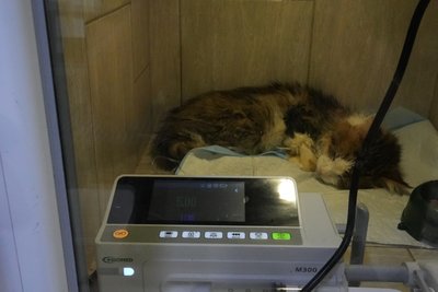 Кошеня лежить у притулку Кошеня лежить у притулку