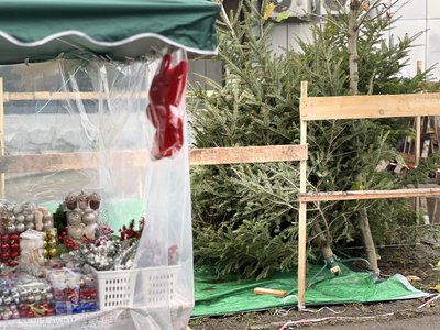 Ялинки, які продають у Чернівцях Ялинки, які продають у Чернівцях