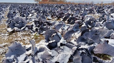"Це нетипово для Волині": вперше серед зими на полях збирають урожай капусти "Це нетипово для Волині": вперше серед зими на полях збирають урожай капусти