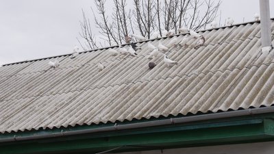 "Вони на вулиці будуть приречені": зооволонтерка з Вінниччини знайшла прихисток двом голубам "Вони на вулиці будуть приречені": зооволонтерка з Вінниччини знайшла прихисток двом голубам