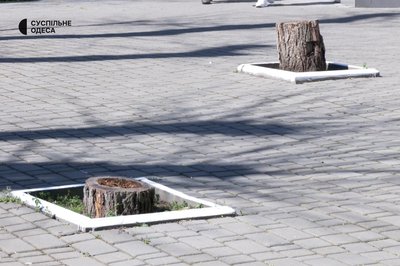 Пластик, шини та побілка: 10 звичних рішень, що шкодять вашому саду Пластик, шини та побілка: 10 звичних рішень, що шкодять вашому саду
