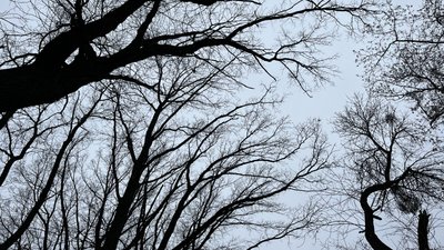 Новий парк "Відрада" у Полтаві: де створять та у чому проблема Новий парк "Відрада" у Полтаві: де створять та у чому проблема