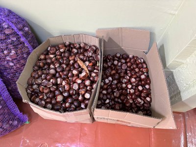 Учні житомирського ліцею продають каштани і передають гроші на потреби ЗСУ Учні житомирського ліцею продають каштани і передають гроші на потреби ЗСУ