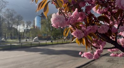 "Аж жити хочеться": у прифронтовому Павлограді стартував сезон цвітіння сакур "Аж жити хочеться": у прифронтовому Павлограді стартував сезон цвітіння сакур