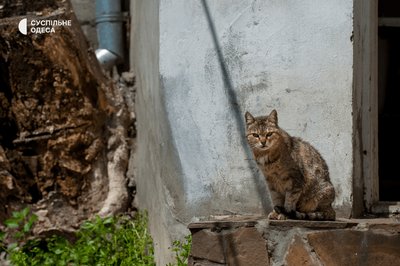 Пухнасті мешканці Одеси: коти у двориках і на вулицях міста — фото Пухнасті мешканці Одеси: коти у двориках і на вулицях міста — фото