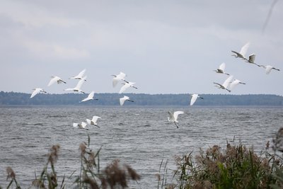 На водоймі Хмельницької АЕС зимує понад 10 тисяч птахів На водоймі Хмельницької АЕС зимує понад 10 тисяч птахів