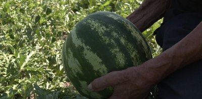 кавун, виростити кавун