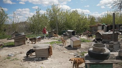 Притулок для собак Притулок для собак