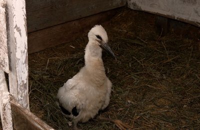Врятувала Дзьобика: черкащанка прихистила лелеченя, яке випало з гнізда Врятувала Дзьобика: черкащанка прихистила лелеченя, яке випало з гнізда