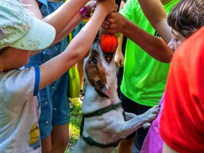 Коли слова зайві: історія про те, як у Житомирі собаки допомагають людям під час війни Коли слова зайві: історія про те, як у Житомирі собаки допомагають людям під час війни