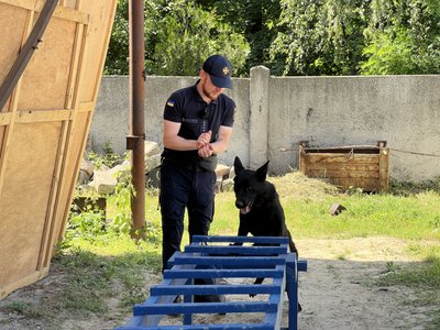 Цуценя-рятувальниця: до ДСНС Полтавщини привезли вівчарку, яка шукатиме людей під завалами Цуценя-рятувальниця: до ДСНС Полтавщини привезли вівчарку, яка шукатиме людей під завалами