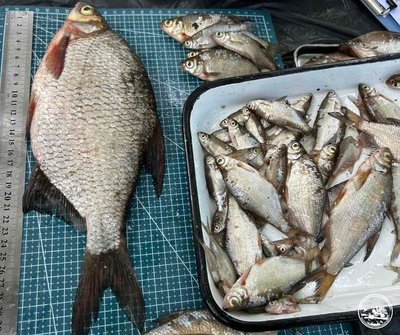 Фахівці дослідили, які види риб водяться довкола Чорнобиля Фахівці дослідили, які види риб водяться довкола Чорнобиля