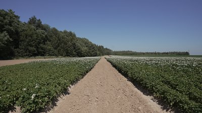 "Чернігівщина – картопляний рай": як її вирощують в регіоні та які є особливості "Чернігівщина – картопляний рай": як її вирощують в регіоні та які є особливості