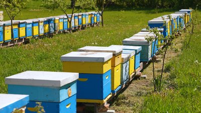 Зміна клімату, шершні, хімікати: що загрожує бджолам і як вберегти пасіку — поради черкаського пасічника