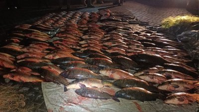 Двоє черкащан незаконно наловили риби в національному парку на понад два мільйони гривень та намагались втекти Двоє черкащан незаконно наловили риби в національному парку на понад два мільйони гривень та намагались втекти