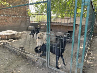 собаки притулок для тварин собаки коти Костянтинівка Донецька область 4 жовтня 2024 собаки притулок для тварин собаки коти Костянтинівка Донецька область 4 жовтня 2024