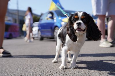 У Миколаєві відбувся автопробіг до Дня Незалежності України У Миколаєві відбувся автопробіг до Дня Незалежності України