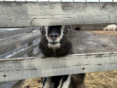 "Дуже дружелюбні та лагідні". З Куп'янська на екоферму неподалік Дніпра евакуювали шестеро кіз "Дуже дружелюбні та лагідні". З Куп'янська на екоферму неподалік Дніпра евакуювали шестеро кіз