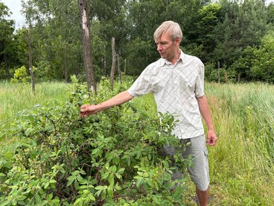Аби годувати дітей натуральним: на Черкащині родина живе на хуторі серед лісу і веде господарство без хімічних добрив Аби годувати дітей натуральним: на Черкащині родина живе на хуторі серед лісу і веде господарство без хімічних добрив