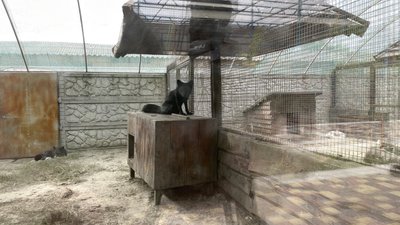 До екопарку під Полтавою евакуювали тварин з Покровська До екопарку під Полтавою евакуювали тварин з Покровська