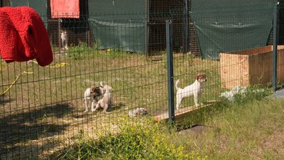 Лікує, вакцинує і шукає родини: кропивничанка створила притулок для котів і собак