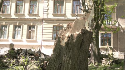 У парку Шевченка через сильний вітер впало дерево