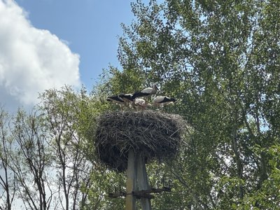 На кожній вулиці гнізда: село на Полтавщині називають "лелечою столицею"