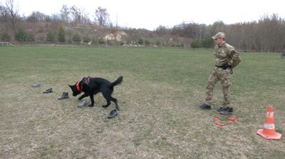 "Він привів до ймовірного злочинця": як працівники кінологічного центру поліції в Рівному тренують собак "Він привів до ймовірного злочинця": як працівники кінологічного центру поліції в Рівному тренують собак