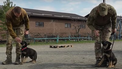 Сем, Лео, Тайфун та Хвоя: у Запоріжжі в кінологічному центрі поліції з’явилися нові чотирилапі помічники Сем, Лео, Тайфун та Хвоя: у Запоріжжі в кінологічному центрі поліції з’явилися нові чотирилапі помічники