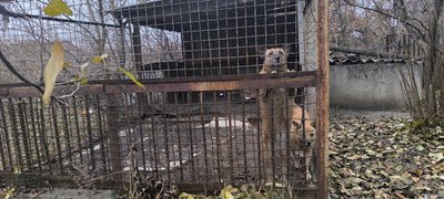 "Вони були мені родиною". У Кривому Розі девʼять котів та собак загинули у пожежі "Вони були мені родиною". У Кривому Розі девʼять котів та собак загинули у пожежі
