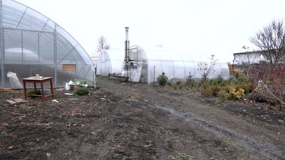 Придбала за грантові гроші: вінничанка облаштовує теплицю для квітів