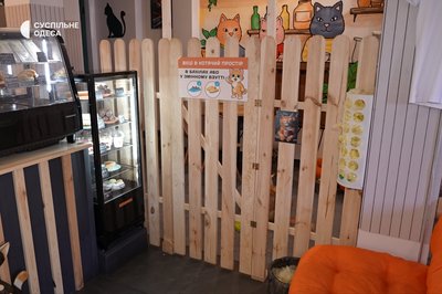 «Котики — це не іграшки»: як за понад пів року змінилося котокафе в Одесі «Котики — це не іграшки»: як за понад пів року змінилося котокафе в Одесі