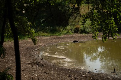 Зниження рівня води у ставку Полтавського дендропарку: що говорять фахівці Зниження рівня води у ставку Полтавського дендропарку: що говорять фахівці