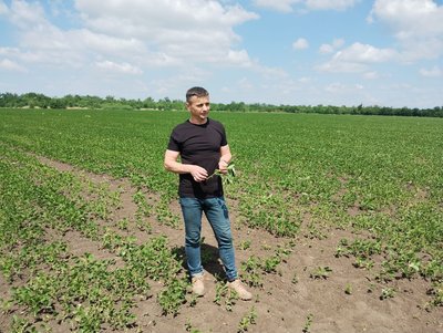 Рекордні площі соняшника, менше – кукурудзи. На Кіровоградщині завершили посівну