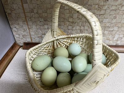 "Це було щось незвичайне": черкащанка вирощує курей, які несуть кольорові яйця "Це було щось незвичайне": черкащанка вирощує курей, які несуть кольорові яйця