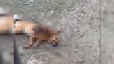 Стріляв собаку Стріляв собаку