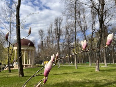 Магнолія у Центральному парку