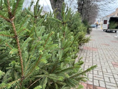 Від 200 гривень до 40 тисяч: у Черкасах стартував ялинковий ярмарок Від 200 гривень до 40 тисяч: у Черкасах стартував ялинковий ярмарок