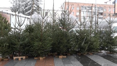 Чи штрафують за зрізання гілок ялинки: коментар житомирських екологів Чи штрафують за зрізання гілок ялинки: коментар житомирських екологів